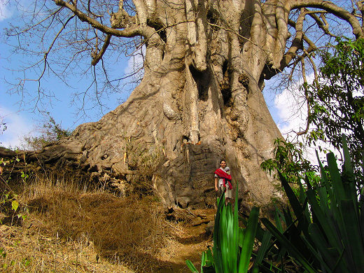 Gogo am &auml;ltesten Baum der Insel